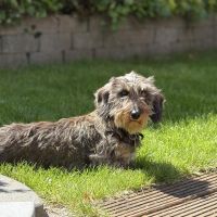 Hondenoppas werk Zwolle: baasje van Odie 