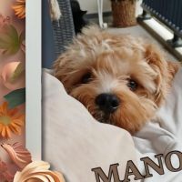 Hondenoppas werk Epe: baasje van Mano