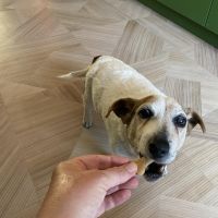 Hondenoppas werk Hilversum: baasje van Ollie