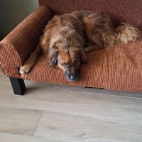 Hondenoppas werk Cuijk: baasje van Borus