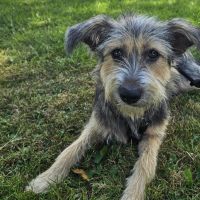 Hondenoppas werk Groningen: baasje van Yara