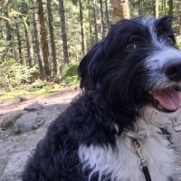 Hondenoppas werk Rijnsburg: baasje van Pepper