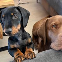 Hondenoppas werk Enschede: baasje van Jimmy en Ollie 