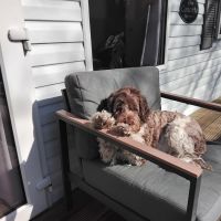 Hondenoppas werk Zoetermeer: baasje van  Cody