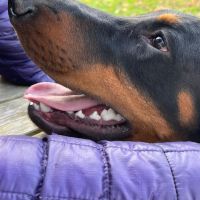 Hondenoppas werk Nijmegen: baasje van Frankie