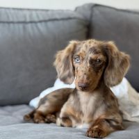 Hondenoppas werk Amsterdam: baasje van Pip