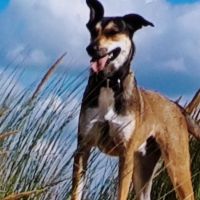 Hondenopvang Papendrecht: Trudy