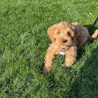 Hondenoppas werk Kesteren: baasje van Teddy