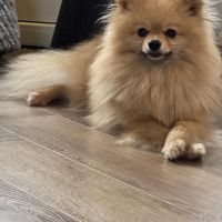 Hondenoppas werk Huizen: baasje van Teddy