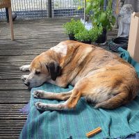 Hondenoppas werk Den Bosch: baasje van Padré