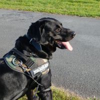 Hondenoppas werk Heerhugowaard: baasje van Balou