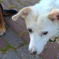 Hondenoppas werk Reahûs: baasje van Banjer