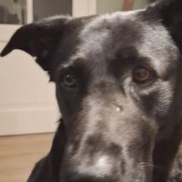 Hondenoppas werk Terheijden: baasje van Boefie