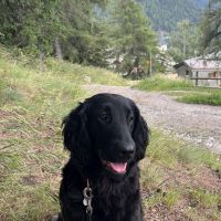Hondenoppas werk Bilthoven: baasje van Lilly