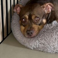 Hondenoppas werk Leusden: baasje van Sammie