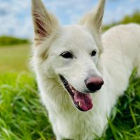 Hondenoppas werk Hoofddorp: baasje van 