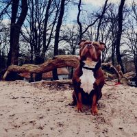 Hondenoppas werk Houten: baasje van Buddha