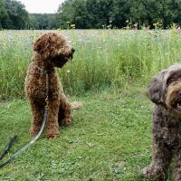 Hondenuitlaatservice Oisterwijk: Bark + Ride