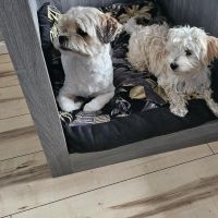 Hondenoppas werk Amsterdam: baasje van Mowgli en marley 