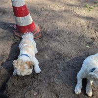 Hondenoppas werk Amsterdam: baasje van Mowgli en marley 