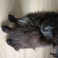Hondenoppas werk Baarn: baasje van Fluffy 