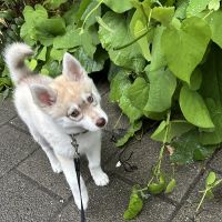 Hondenoppas werk Amsterdam: baasje van Bobby