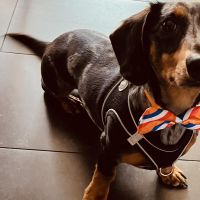 Hondenoppas werk Deventer: baasje van Davo