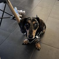 Hondenoppas werk Deventer: baasje van Davo
