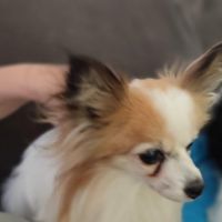 Hondenoppas werk Midwolda: baasje van Bella