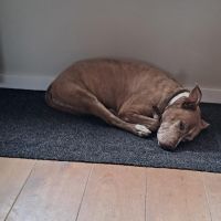 Hondenoppas werk Apeldoorn: baasje van Mila
