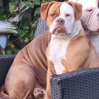 Hondenoppas werk Gorinchem: baasje van Diesel & Desi 