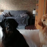 Hondenoppas werk Roosendaal: baasje van Lupo en Nemo