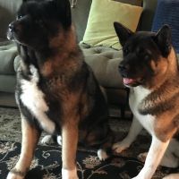 Hondenoppas werk Zoetermeer: baasje van Bowie en Balou