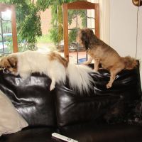 Hondenoppas Dordrecht: Wilma Breijer 