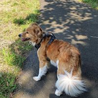 Hondenoppas werk Den Haag: baasje van Pien