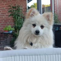 Hondenoppas werk Losser: baasje van Teddy