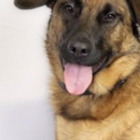 Hondenoppas werk Hoorn (Noord-Holland): baasje van Duke