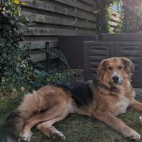 Hondenoppas werk Assen: baasje van Balou