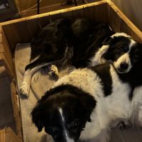 Hondenoppas werk Veenendaal: baasje van Roxie en Spot (plus twee katten)