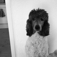 Hondenoppas Lemelerveld: Renate