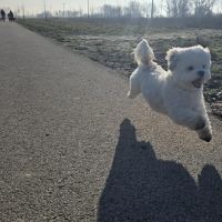 Hondenoppas Bergschenhoek: Lisa & Nicole