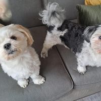 Hondenoppas werk Ermelo: baasje van Coco en Buddy