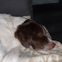 Hondenoppas werk Hoogeveen: baasje van Brownie 