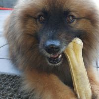 Hondenoppas werk Assen: baasje van Simba