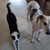 Hondenoppas werk Arnhem: baasje van Nina en Luna