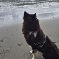 Hondenoppas werk Vlissingen: baasje van Novi