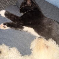 Hondenoppas werk Tiel: baasje van Polly