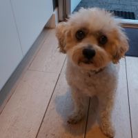 Hondenoppas werk Oisterwijk: baasje van Pip
