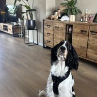Hondenoppas werk Zoetermeer: baasje van Charlie