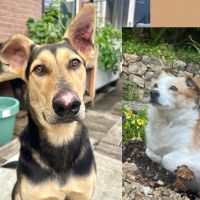 Hondenoppas werk Alkmaar: baasje van Toast & Coney